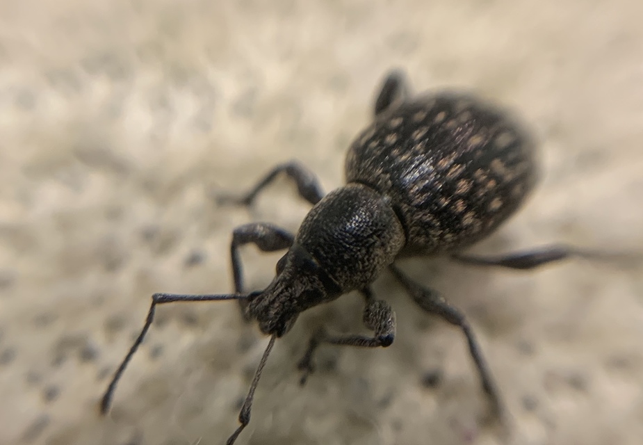 Otiorhynchus multipunctatus - sokpontos gyalogormányos