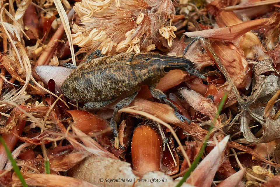 Cleonis pigra - közönséges bogáncsbarkó