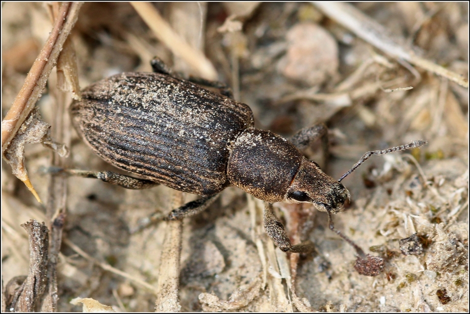 Tanymecus palliatus - közönséges hegyesfarúbarkó