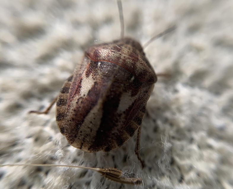 Eurygaster maura - mórpoloska Eurygaster maura - mórpoloska