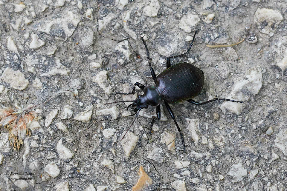 Calosoma inquisitor - kis bábrabló