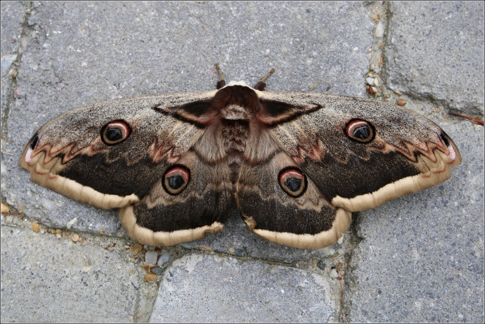 Saturnia pyri - nagy pávaszem