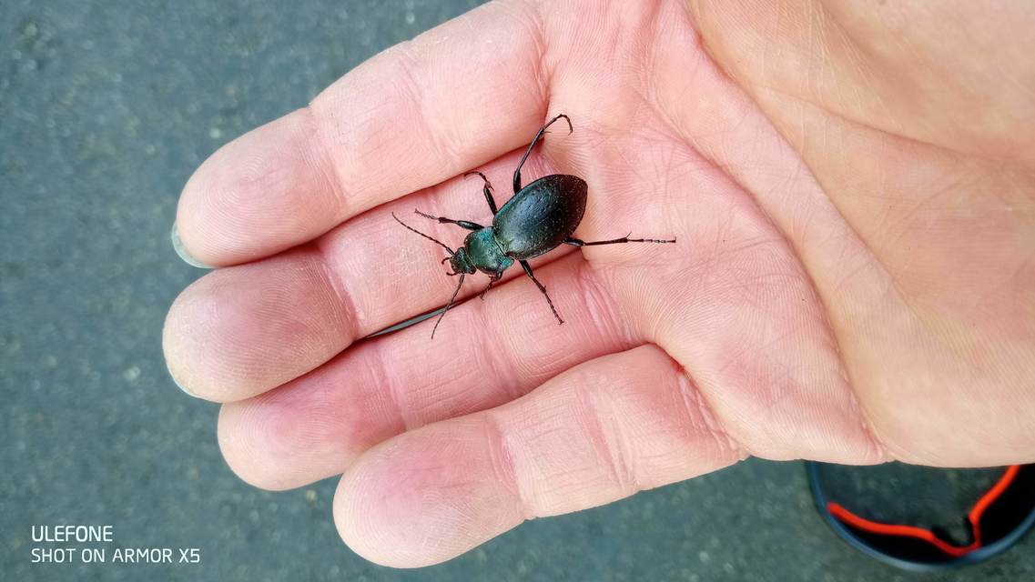 Carabus nemoralis - ligeti futrinka