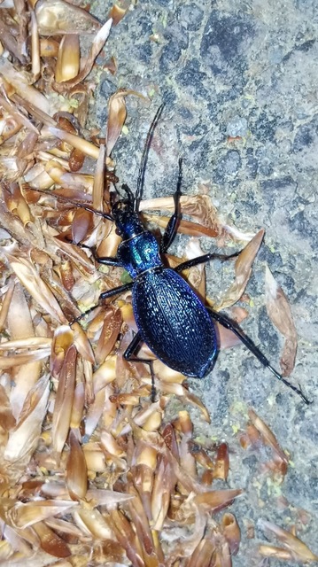 Carabus intricatus - kék laposfutrinka
