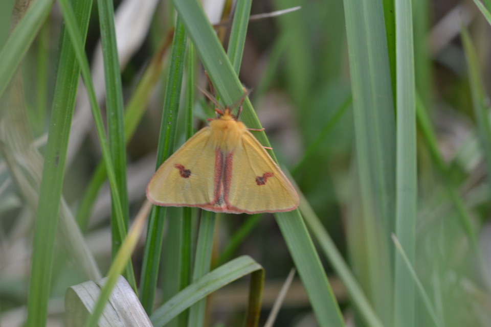 Diacrisia sannio - vörösszélű medvelepke