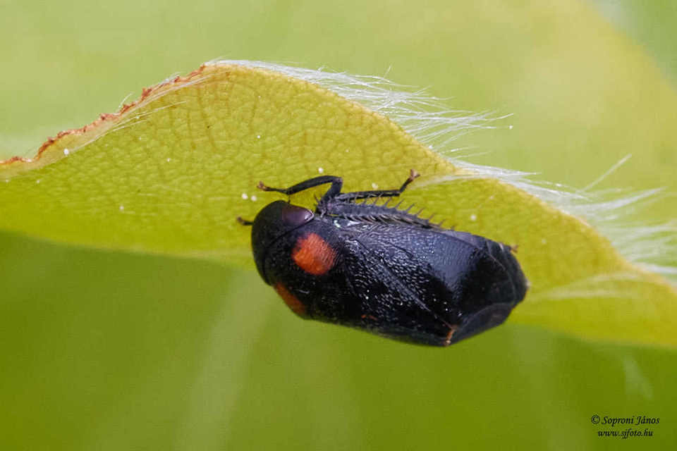 Penthimia nigra - fekete kabóca