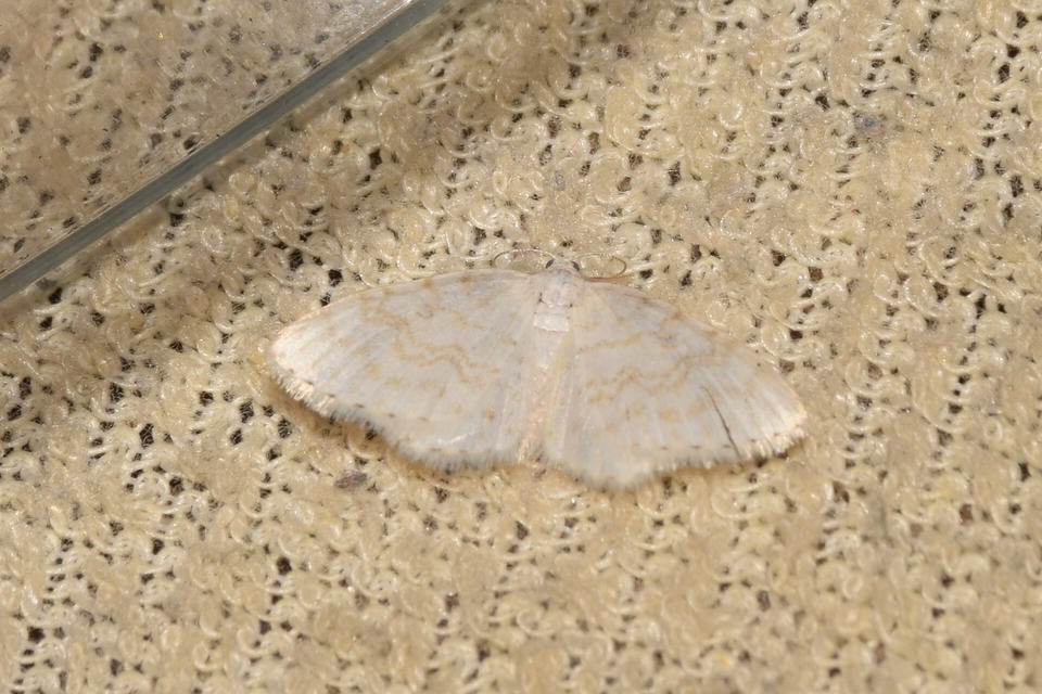 Asthena albulata - gyertyán-fehéraraszoló