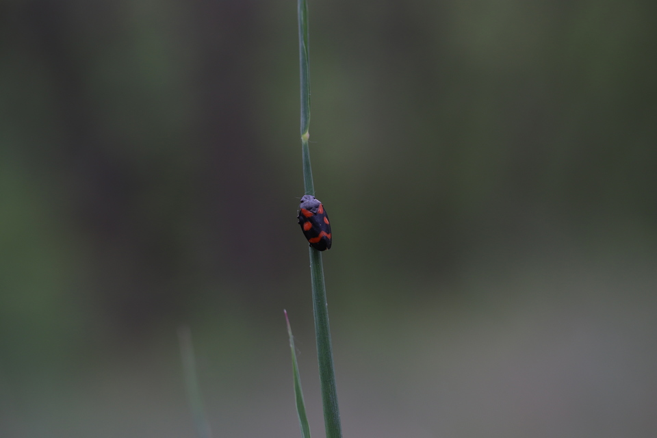 Cercopis