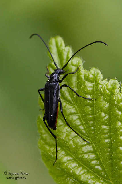 Stenurella nigra - fekete karcsúcincér