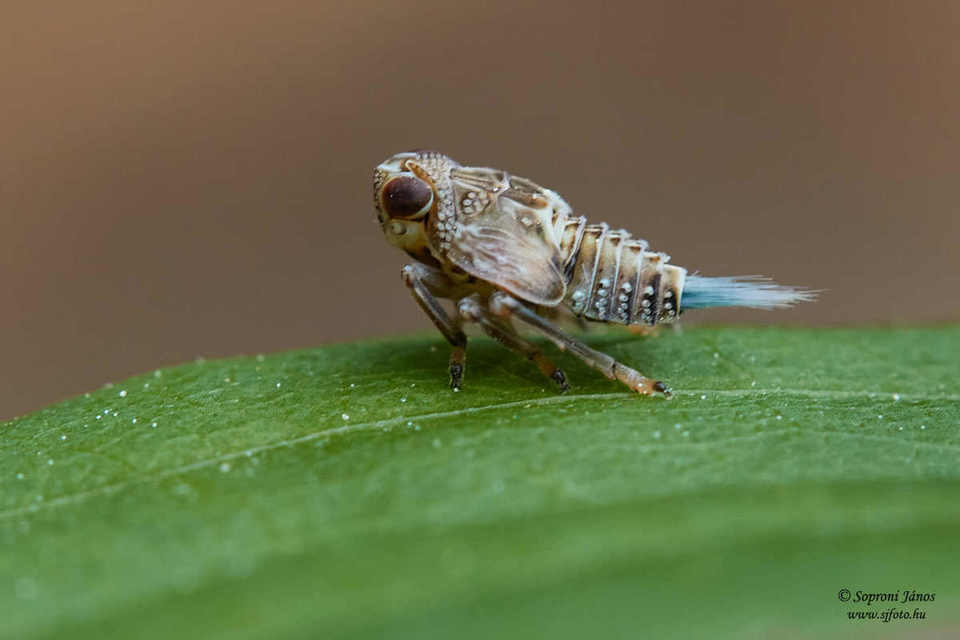 Delphacidae - sarkantyús kabócák