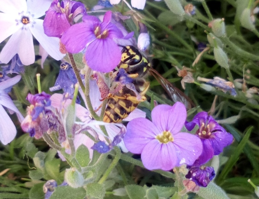 Vespula germanica - német darázs