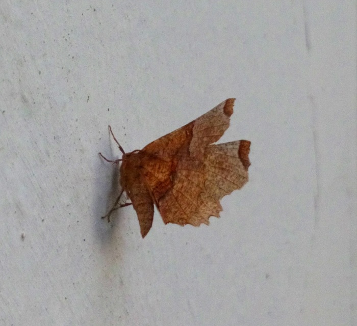Selenia lunularia - egyfoltos holdasaraszoló