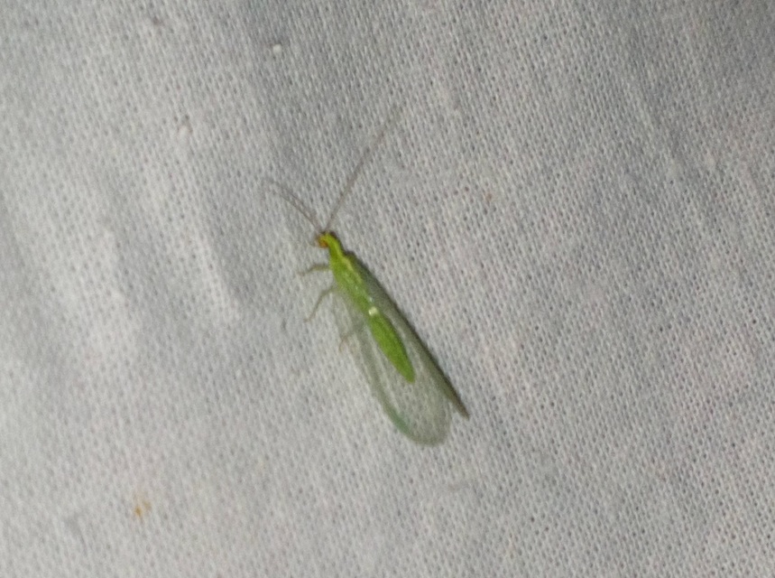 Chrysopidae - zöldfátyolkák