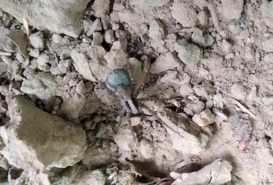 Pardosa alacris/lugubris