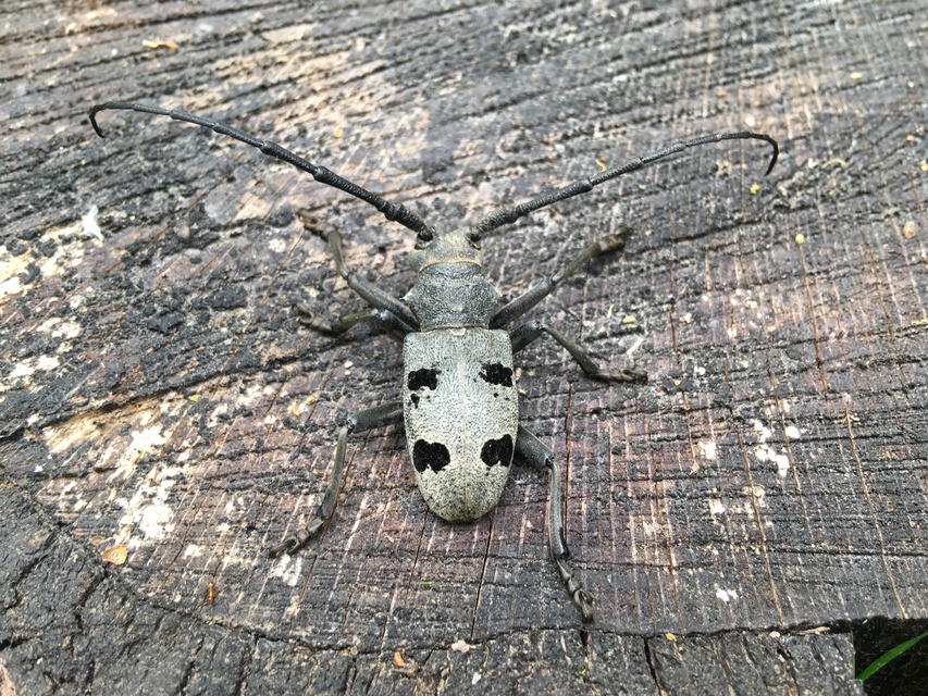 Morimus asper funereus - gyászcincér
