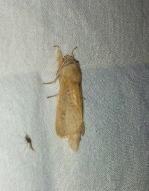 Phragmataecia castaneae - nádfúrólepke