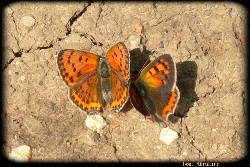 Lycaena thersamon - kis tűzlepke