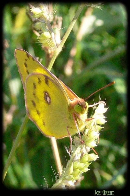 Colias