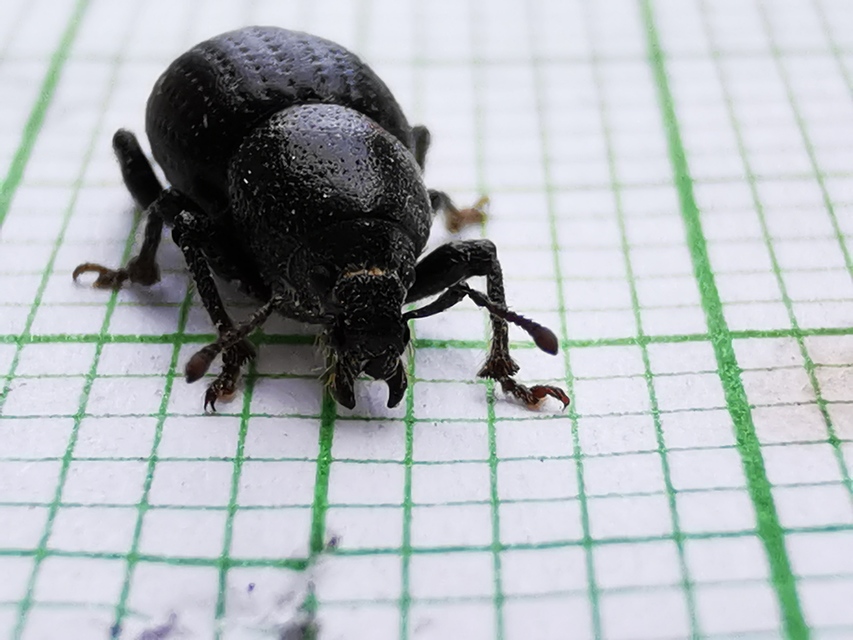 Psallidium maxillosum - fekete barkó