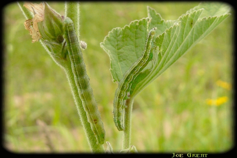 Heliothis