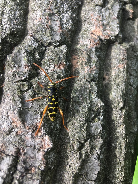 Plagionotus arcuatus - bársonyos darázscincér