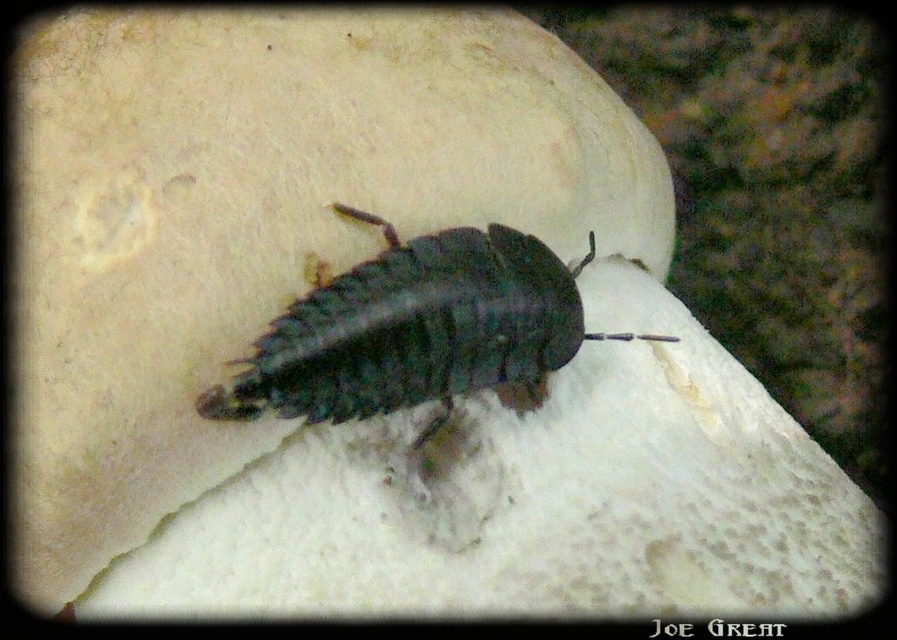 Coleoptera - Bogarak