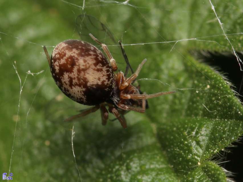 Dictyna arundinacea - nádi hamvaspók