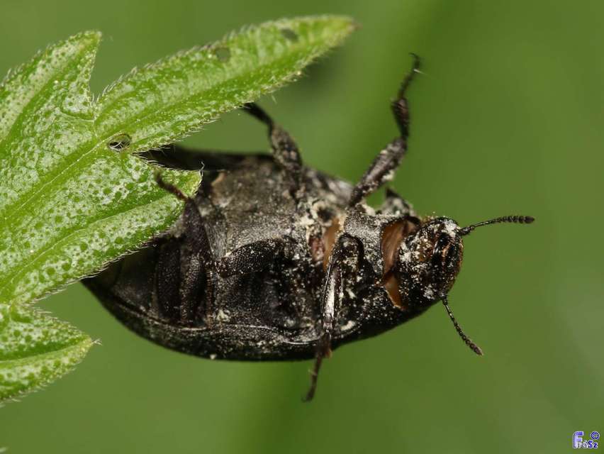 Byrrhus pilula - közönséges labdacsbogár