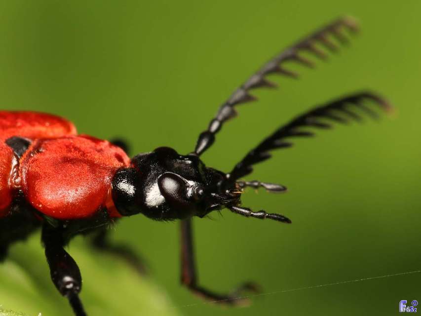 Pyrochroa coccinea - nagy bíborbogár
