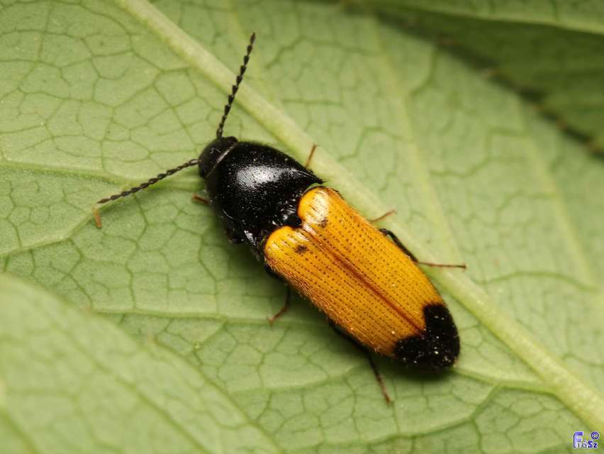 Ampedus elegantulus - csinos pattanó