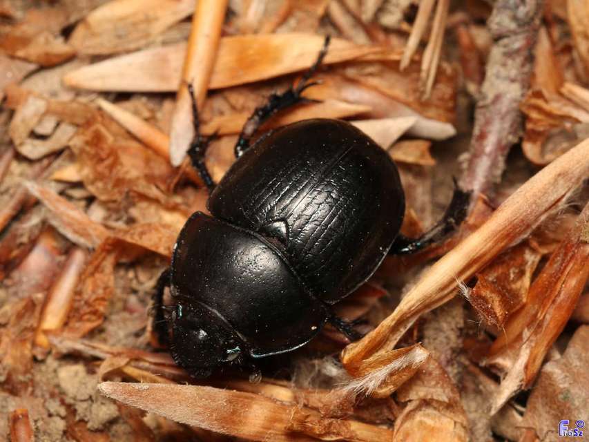 Anoplotrupes stercorosus - erdei álganéjtúró