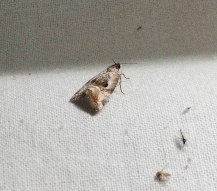 Hapalotis venustula - rózsaszínű mázasbagoly