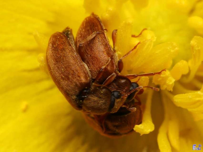 Byturus ochraceus - gyömbérgyökérbogár