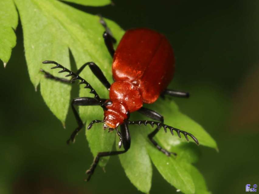 Pyrochroa serraticornis - közép-bíborbogár