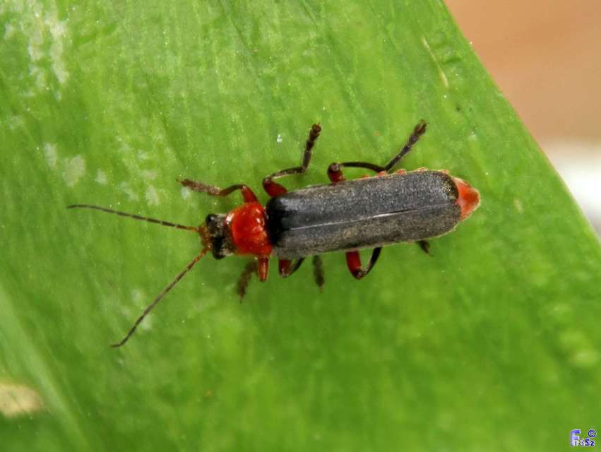 Cantharis pellucida - ligeti lágybogár