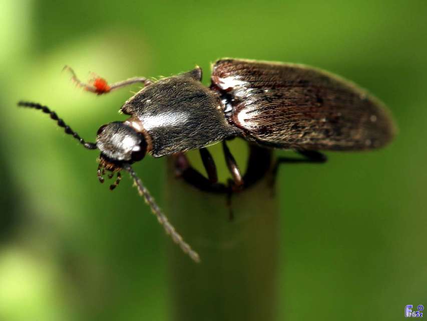 Athous haemorrhoidalis - szurkos pattanó Athous haemorrhoidalis - szurkos pattanó