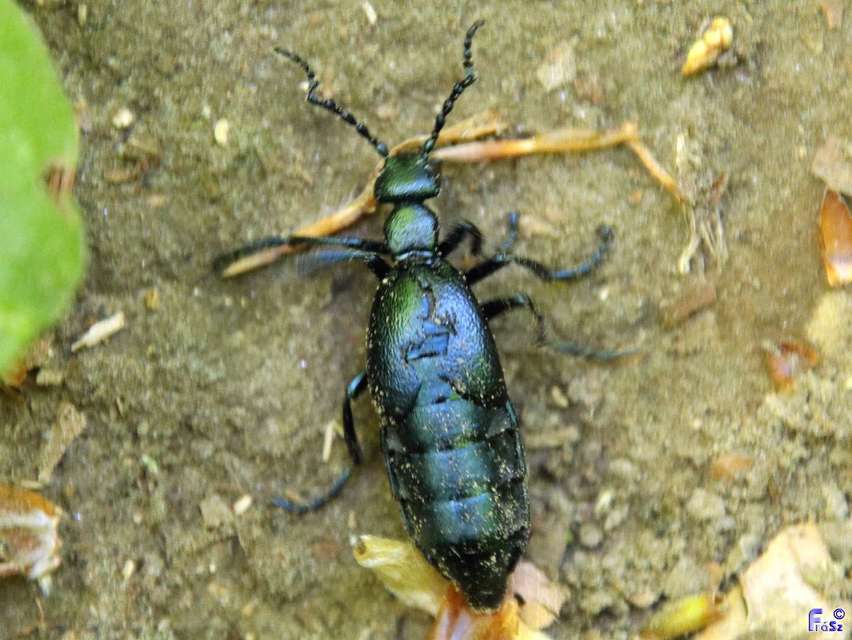 Meloe violaceus - kék nünüke