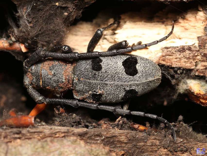 Morimus asper funereus - gyászcincér