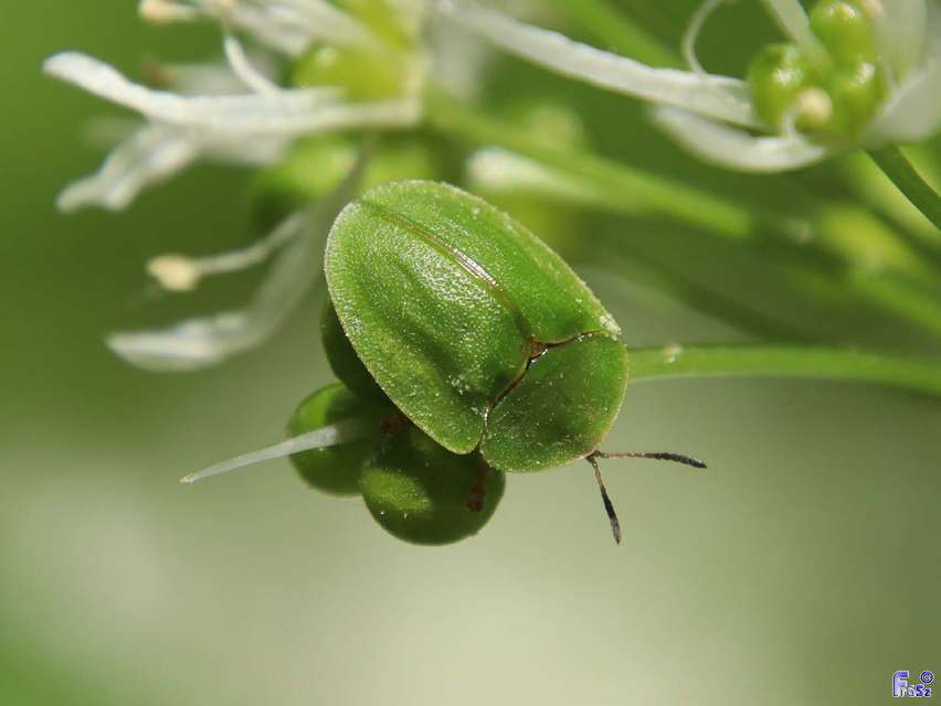 Cassida viridis - zöld pajzsbogár Cassida viridis - zöld pajzsbogár