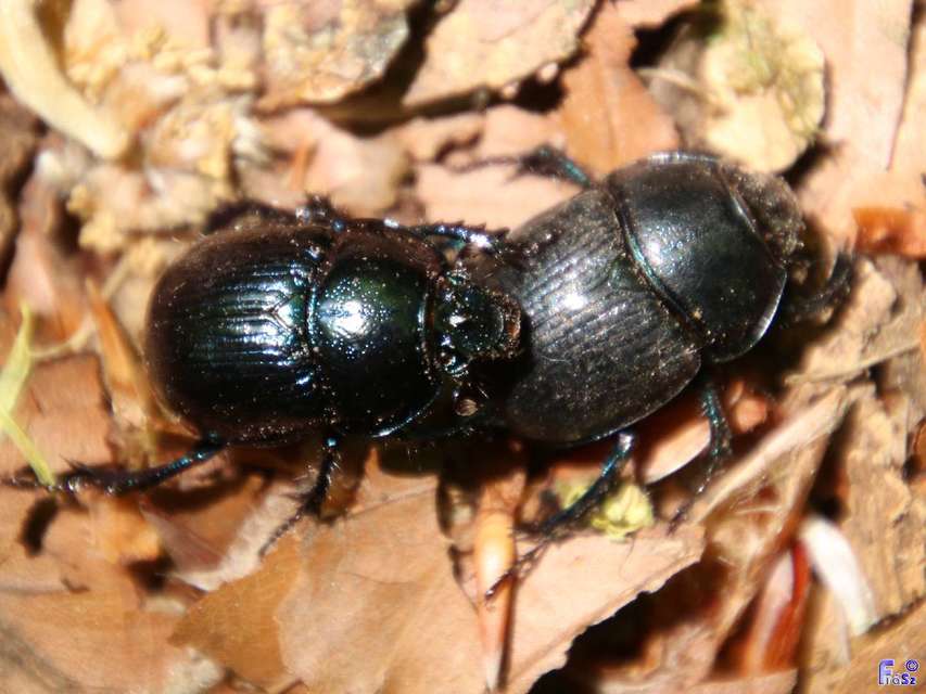Anoplotrupes stercorosus - erdei álganéjtúró