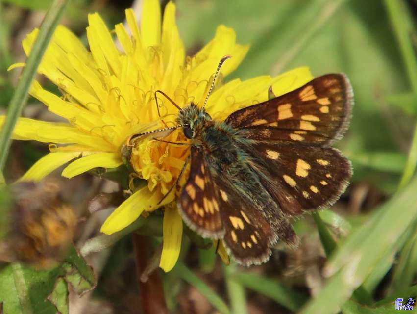 Carterocephalus palaemon - kockás busalepke