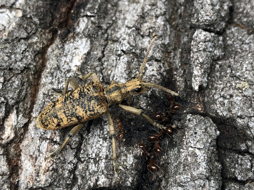 Rhagium sycophanta - tölgyes-tövisescincér