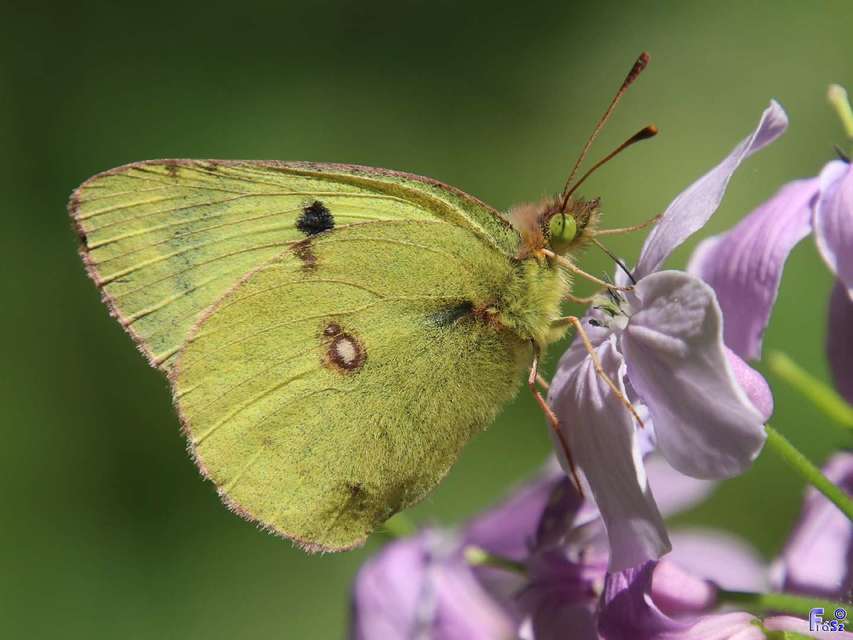 Colias alfacariensis - déli kéneslepke