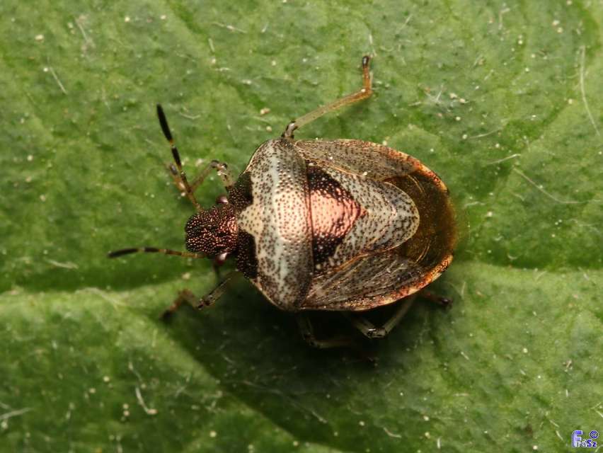 Stagonomus venustissimus - foltos feketefejű-poloska Stagonomus venustissimus - foltos feketefejű-poloska