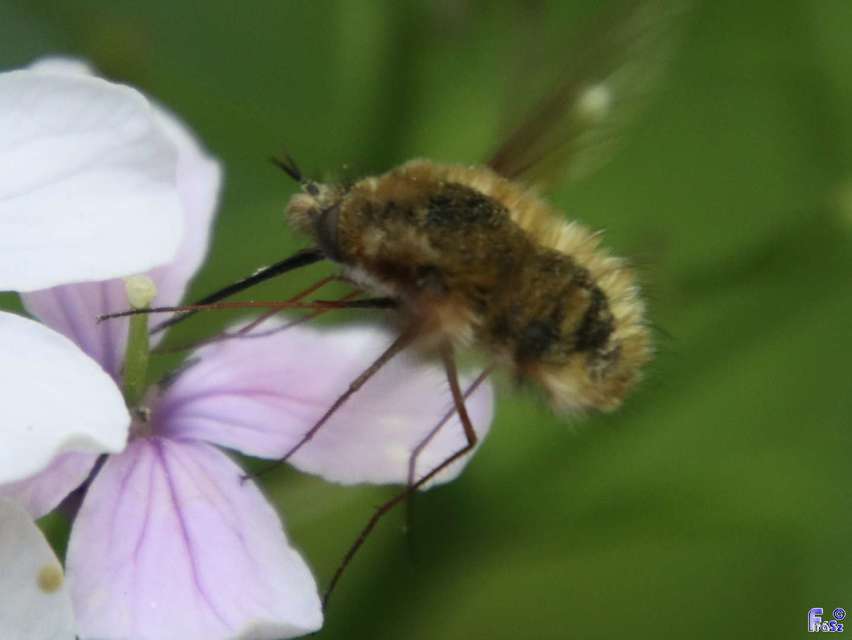 Bombylius major - szegélyes pöszörlégy