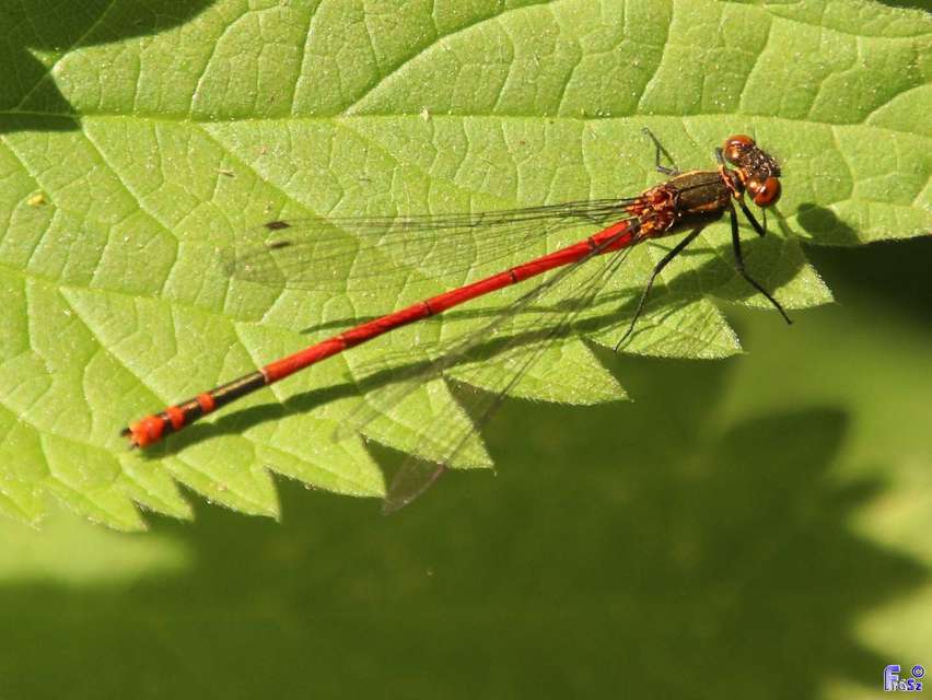 Pyrrhosoma nymphula interposita - vörös légivadász