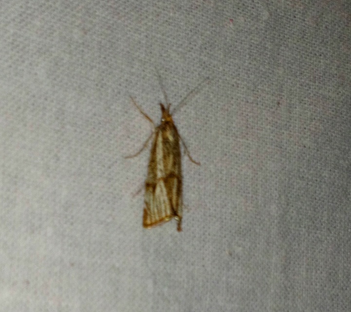Thisanotia chrysonuchella - tavaszi fűgyökérmoly