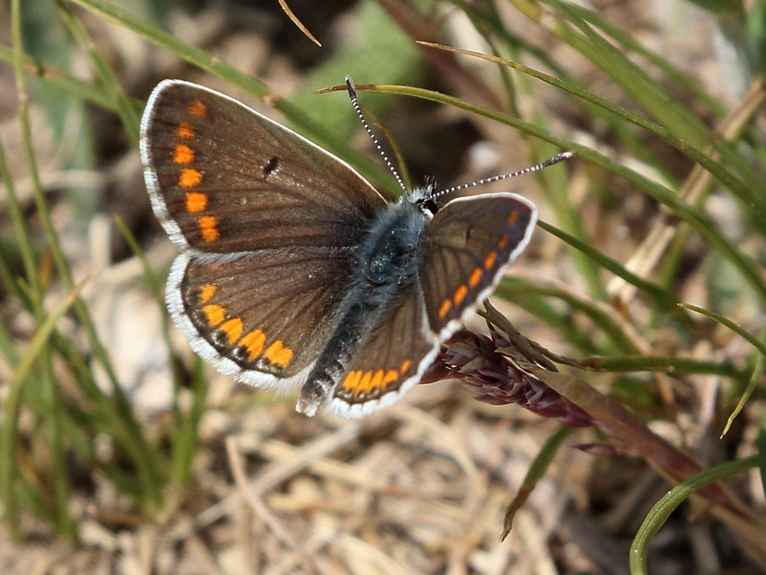 Aricia agestis - szerecsenboglárka