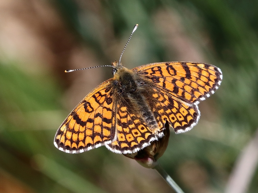Melitaea cinxia - réti tarkalepke