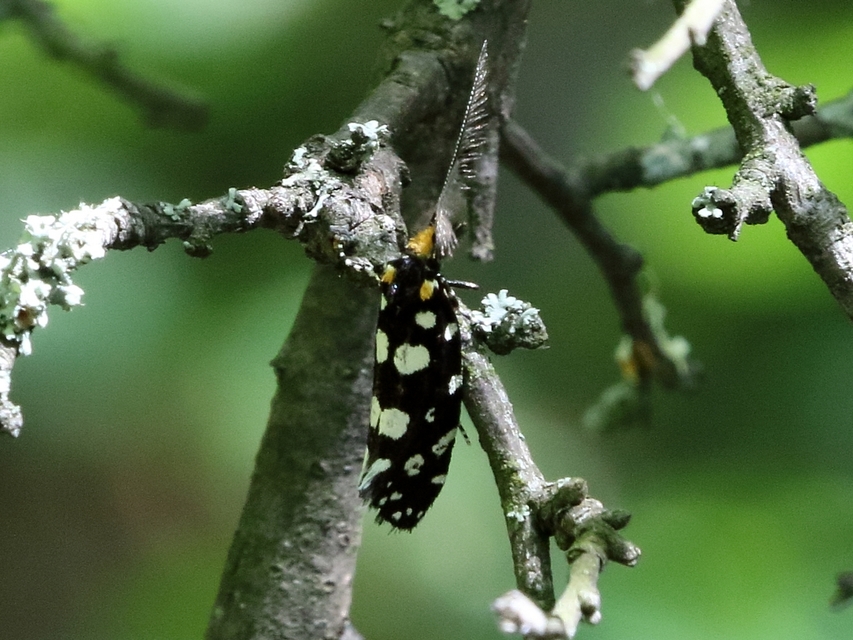 Euplocamus anthracinalis - fésűscsápú korhadékmoly